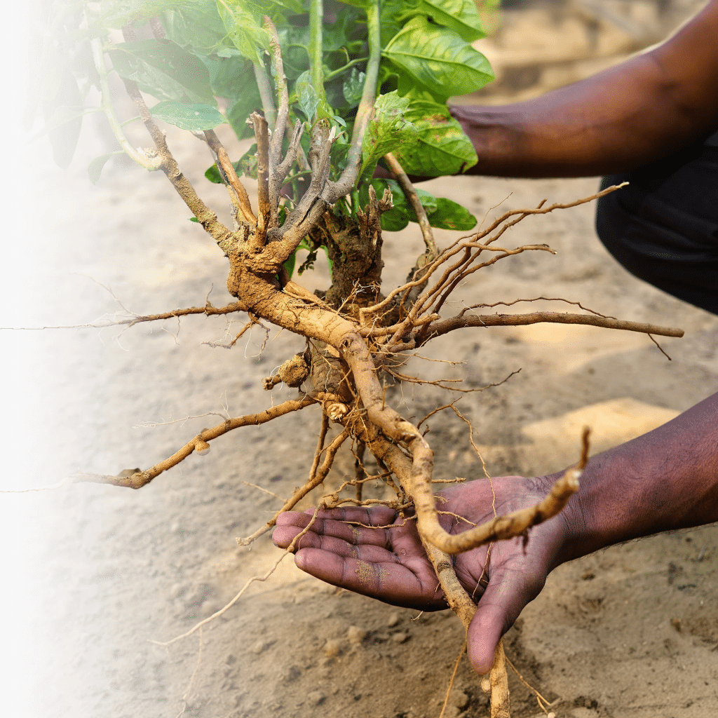 BrainMax Super BIO Ashwagandha extrakt KSM-66®, Ašvaganda extrakt, 100 rostlinných kapslí 9 image 5