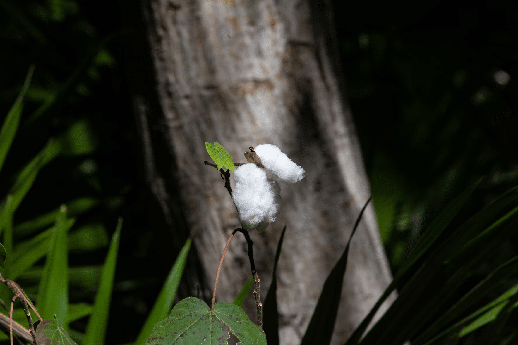 Mako satén: Proč ho milují lidé s vysokými nároky na spánek? 1 obrazek 2025 04 27 202239009