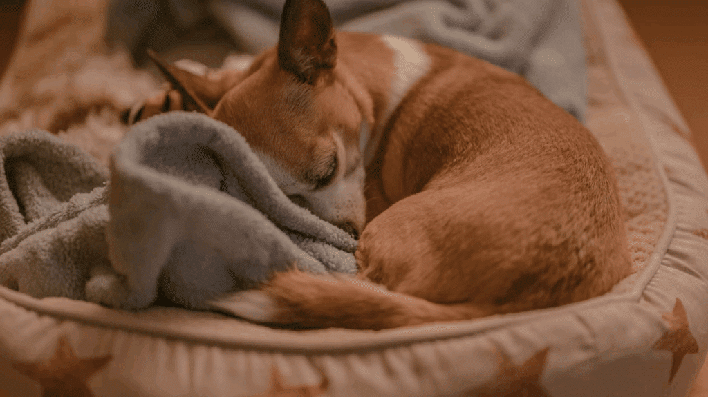 obrazek 2025 08 04 133801460