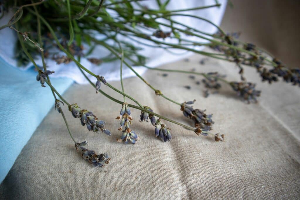 rita k ortvho8u2z4 unsplash