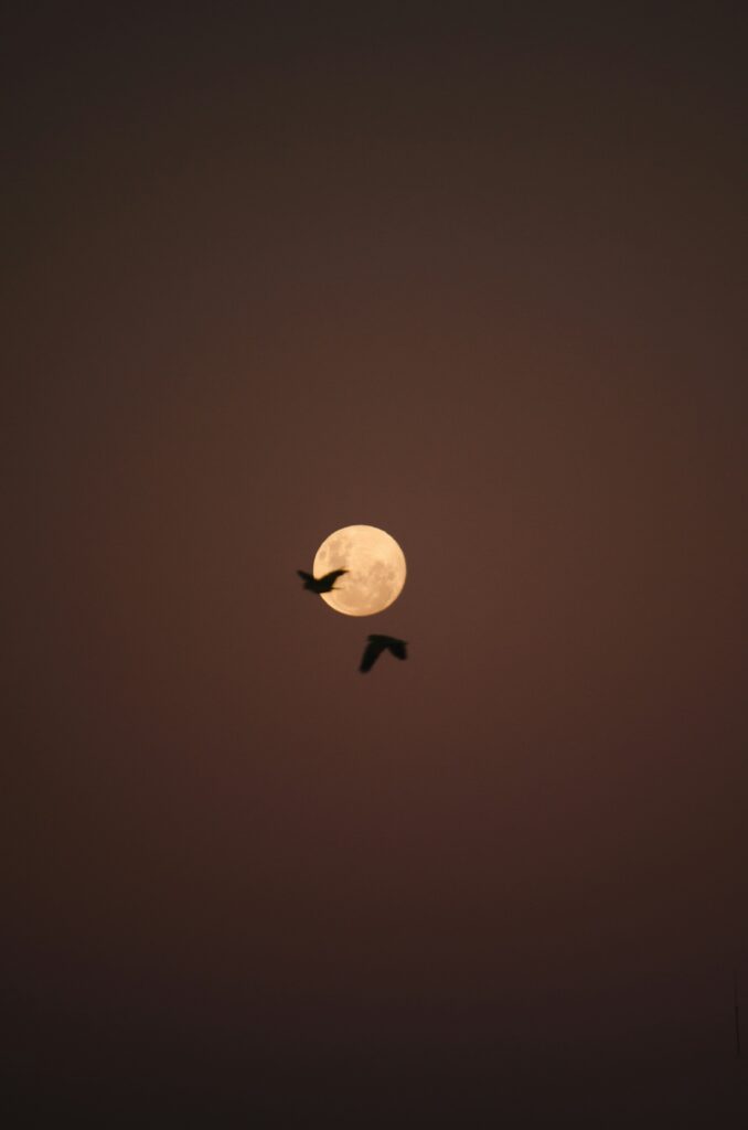 ramiro pianarosa ugoytepszba unsplash