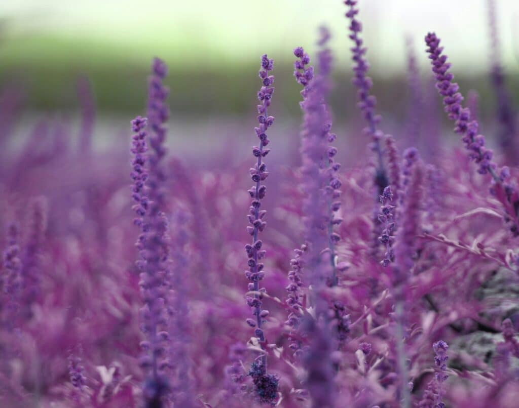 Difuzéry a aromaterapie: Fungují v ložnici opravdu? Nenechte se nachytat 1 gabriel dalton fou4cmspclg unsplash