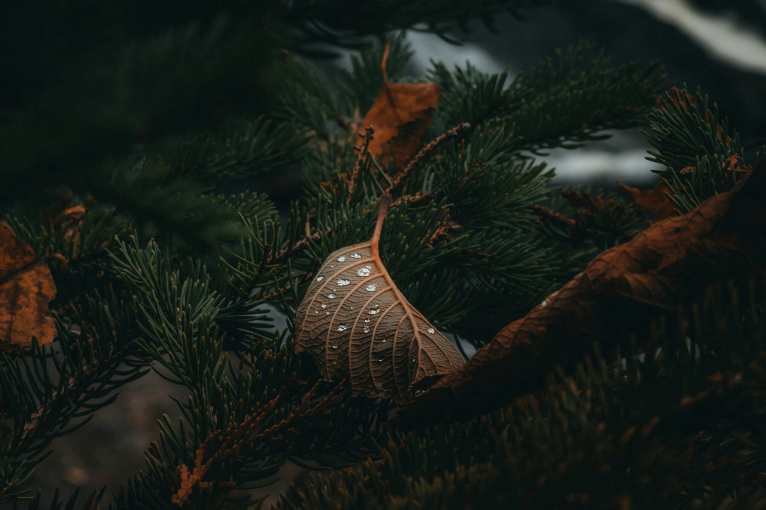 hans polg3jrahoi unsplash scaled