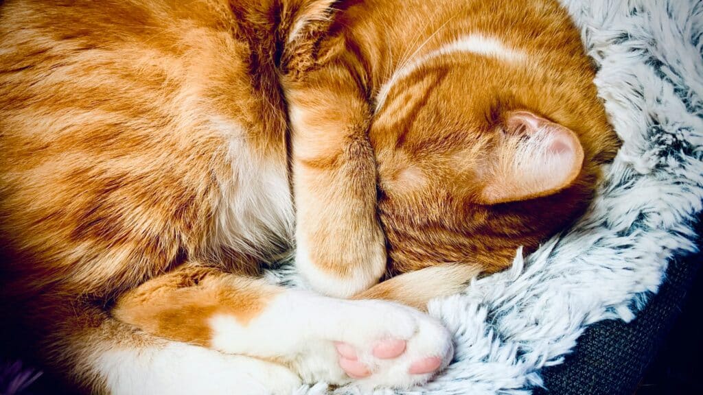 ray mon ah6ug07hfgi unsplash