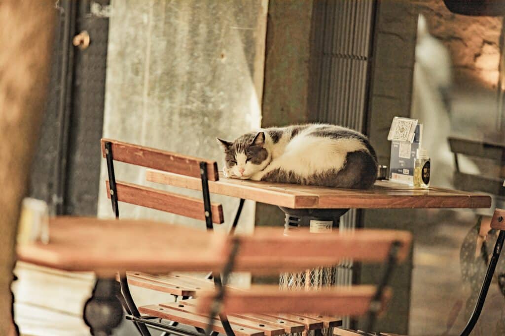 sina hn yazdi pyvqp0wn n4 unsplash