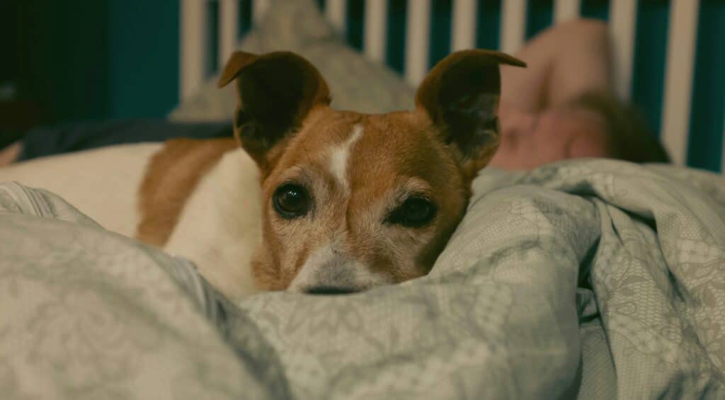 Co doopravdy znamená, když pes spí s vámi v posteli. Podle psychologů to má jeden důvod 1 viktoria babjakova pygfbvhhbby unsplash