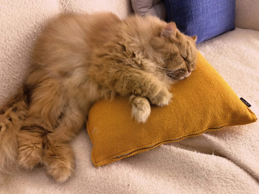 alvin zhuo iprpopth0s8 unsplash