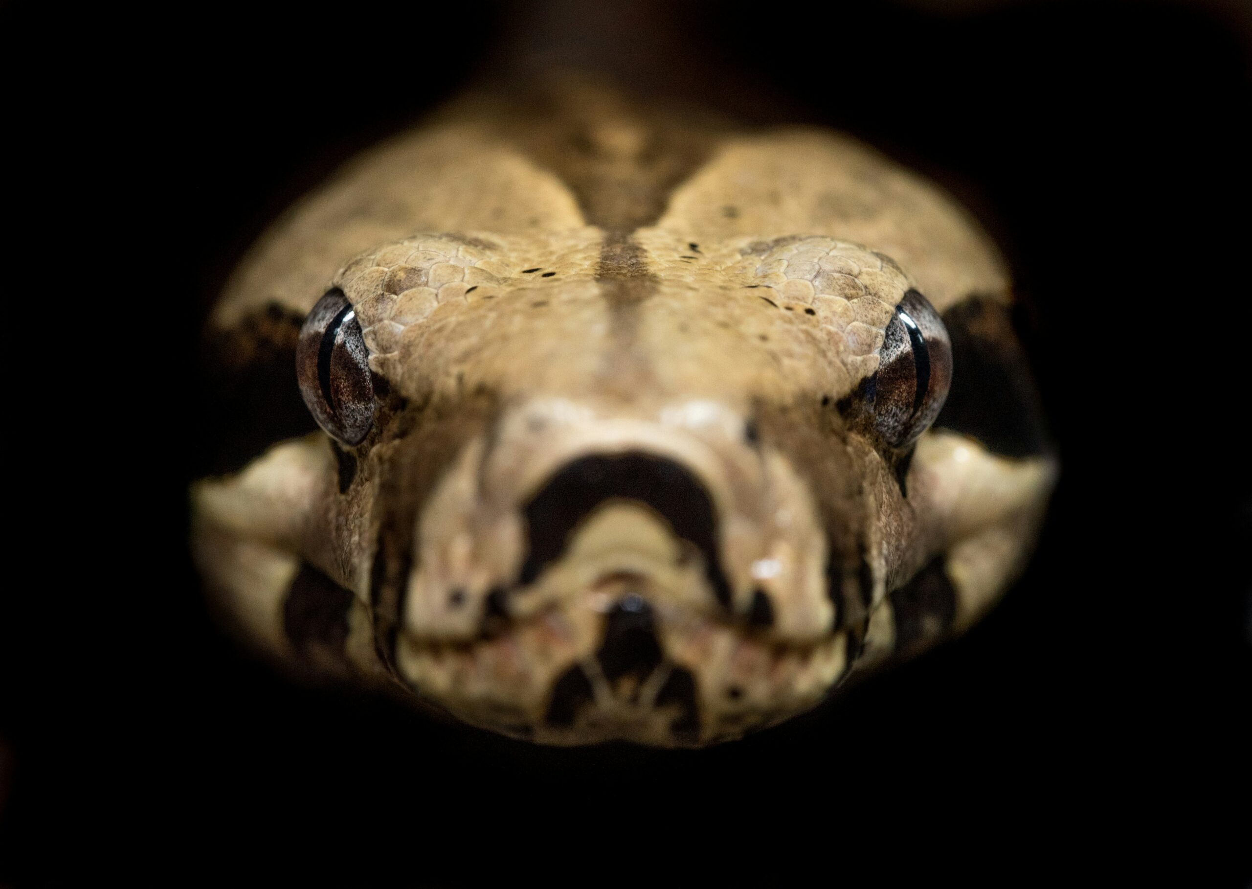 david clode 4 ltr48nbyq unsplash scaled