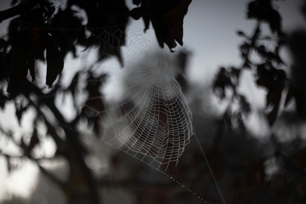 grigorii sukhorukov 7nsnt2tahky unsplash