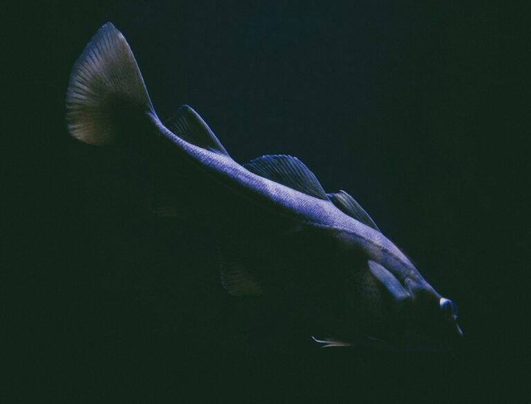 naomi august as lqep3usm unsplash