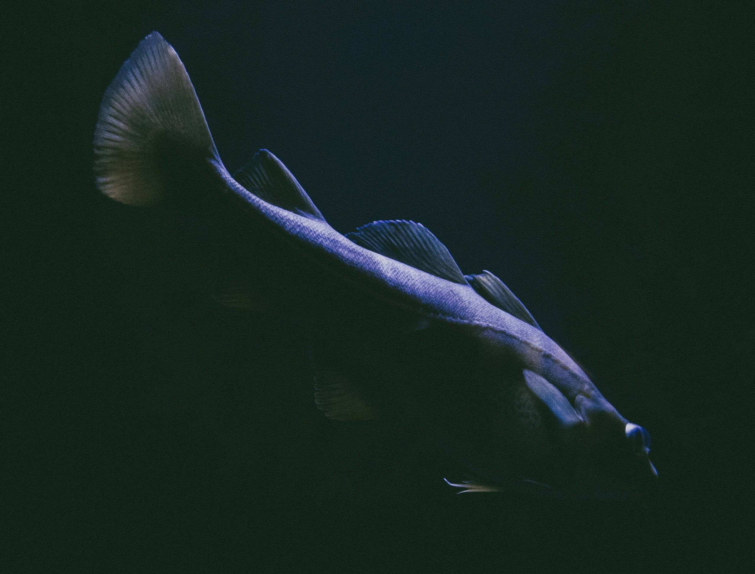 naomi august as lqep3usm unsplash scaled