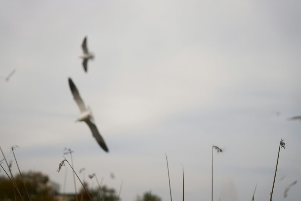 nora jane long nmkgj81oke0 unsplash